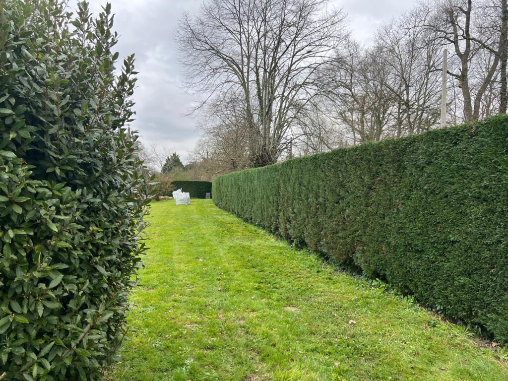 Taille de haie de cyprès pour un jardin privé impeccable Longue haie de cyprès parfaitement taillée bordant une pelouse verte avec un laurier au premier plan sous un ciel gris.